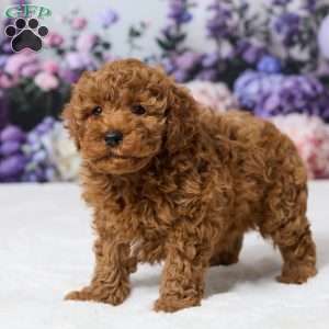Bently, Miniature Poodle Puppy